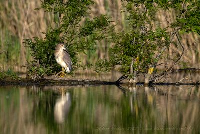 Nitticora (Nycticorax nicticorax) - Black-crowned night heron