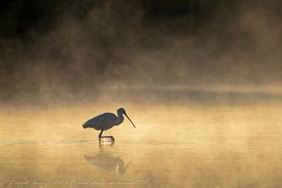 Spatola (Platalea leucorodia) - Eurasian spoonbill