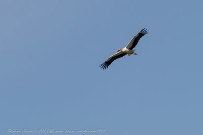 Cicogna (Ciconia ciconia) - White Stork