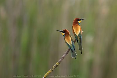 Gruccione (Merops apiaster) - European Bee-eater