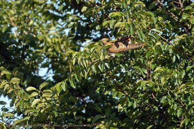 Cuculo (Cuculus canorus) - Common Cuckoo