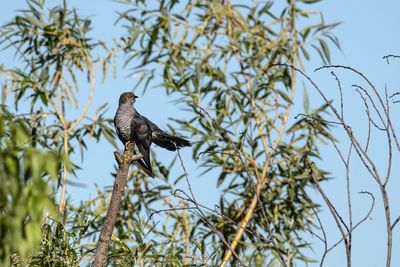 Cuculo (Cuculus canorus) - Common Cuckoo