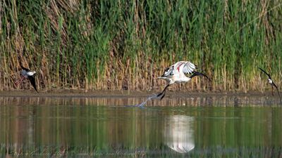 Ibis sacro (Threskiornis aethiopicus) - Sacred Ibis