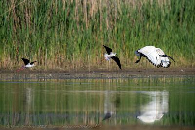 Ibis sacro (Threskiornis aethiopicus) - Sacred Ibis