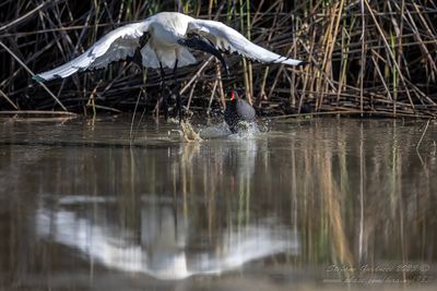 Ibis sacro (Threskiornis aethiopicus) - Sacred Ibis