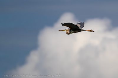 Airone rosso (Ardea purpurea) - Purple Heron