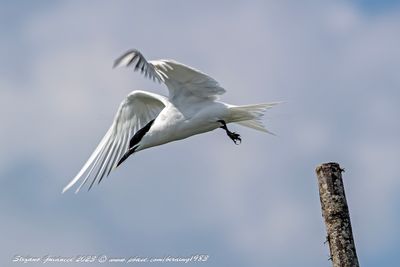 Beccapesci (Thalasseus sandvicensis) - Sandwich Tern