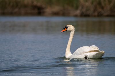 Cigno reale (Cygnus olor) - Mute Swan