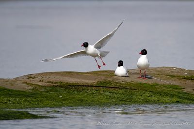 Gabbiano corallino (Ichthyaetus melanocephalus) -Mediterranean Gull