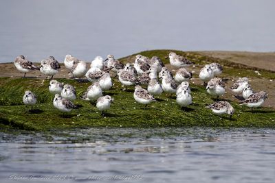 Piovanello tridattilo (Calidris alba) - Sanderling