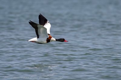 Volpoca ♀ (Tadorna tadorna) - Common Shelduck