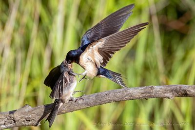 Rondine (Hirundo rustica) - Barn Swallow
