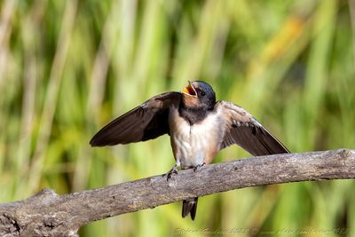 Rondine (Hirundo rustica) - Barn Swallow