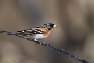 Peppola ♂ (Fringilla montifringilla) - Brambling