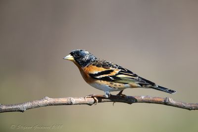 Peppola ♂ (Fringilla montifringilla) - Brambling