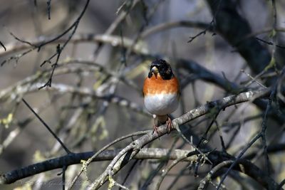Peppola ♂ (Fringilla montifringilla) - Brambling