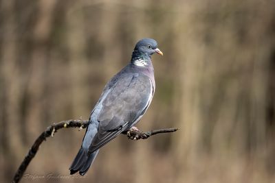 Colombaccio (Columba palumbus) - Common Wood-Pigeon