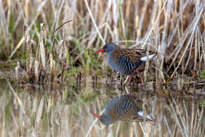 Porciglione (Rallus aquaticus) - Water Rail