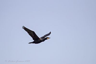 Cormorano (Phalacrocorax carbo) - Great Cormorant