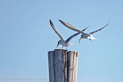 Fraticello (Sternula albifrons) - Little Tern