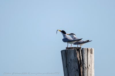 Fraticello (Sternula albifrons) - Little Tern