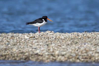 Beccaccia di mare (Haematopus ostralegus) - Eurasian Oystercatcher
