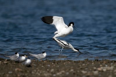 Avocetta (Recurvirostra avosetta) - Pied Avocet