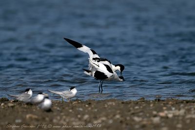 Avocetta (Recurvirostra avosetta) - Pied Avocet