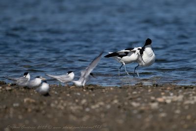 Avocetta (Recurvirostra avosetta) - Pied Avocet