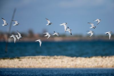 Fraticello (Sternula albifrons) - Little Tern