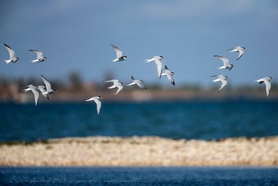 Fraticello (Sternula albifrons) - Little Tern