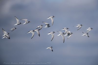 Fraticello (Sternula albifrons) - Little Tern