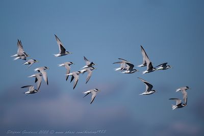 Fraticello (Sternula albifrons) - Little Tern