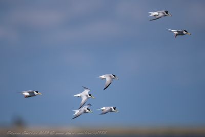 Fraticello (Sternula albifrons) - Little Tern