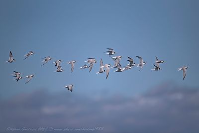 Fraticello (Sternula albifrons) - Little Tern