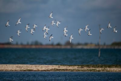 Fraticello (Sternula albifrons) - Little Tern