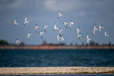 Fraticello (Sternula albifrons) - Little Tern