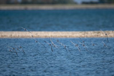 Fraticello (Sternula albifrons) - Little Tern