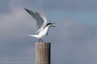 Beccapesci (Thalasseus sandvicensis) - Sandwich Tern