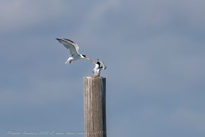 Fraticello (Sternula albifrons) - Little Tern
