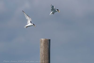 Fraticello (Sternula albifrons) - Little Tern