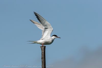 Beccapesci (Thalasseus sandvicensis) - Sandwich Tern