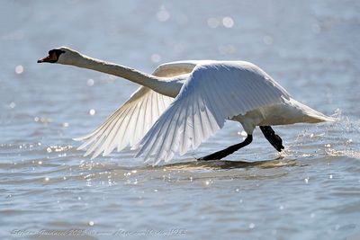 Cigno reale  (Cygnus olor) - Mute Swan