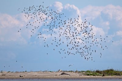 Volo di limicoli