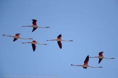 Fenicotteri rosa (Phoenicopterus roseus) - Greater Flamingo