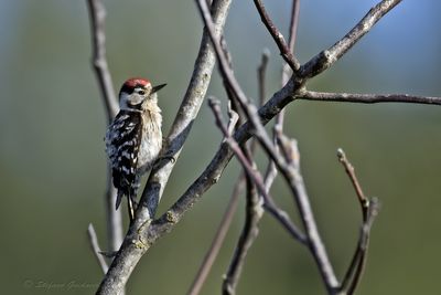 Picchio rosso minore (Dryobates minor) - Lesser Spotted Woodpecker
