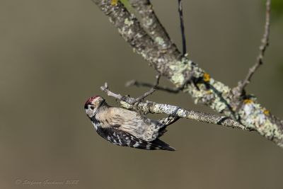 Picchio rosso minore (Dryobates minor) - Lesser Spotted Woodpecker
