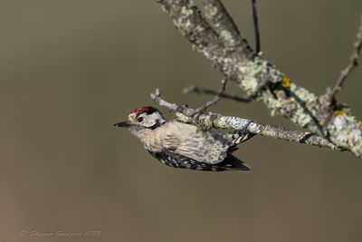 Picchio rosso minore (Dryobates minor) - Lesser Spotted Woodpecker