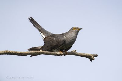 Cuculo (Cuculus canorus) - Common Cuckoo