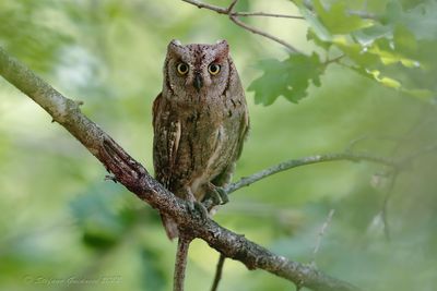Assiolo (Otus scops) - Eurasian Scops-Owl